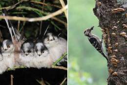 Evening Talk - The Birds of Devon with John Walters