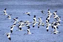 Guided Bird Watching Cruises 2025/26