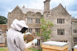 Beekeeping Course & Honey Afternoon Tea