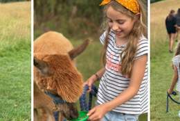 Caonteign Falls Alpaca Walks