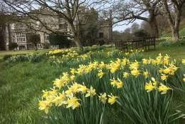 Daffodils on Mother's Day