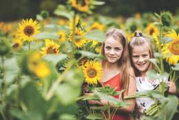 Pick-Your-Own Sunflowers