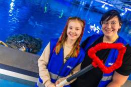Feed the Turtle at The National Marine Aquarium