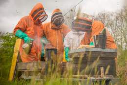 Beekeeping Experience Days