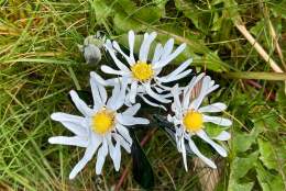 Flower resin workshop - Daisies