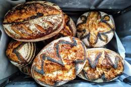 Introduction to Sourdough Bread Baking