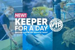 Keeper for a Day at the Aquarium