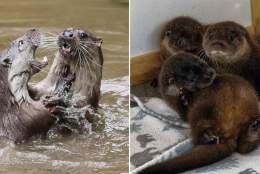 Evening Talk - Tails of Tarka