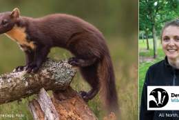 Pine martens in Exmoor - Evening Talk