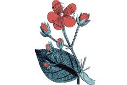 The Scarlet Pimpernel