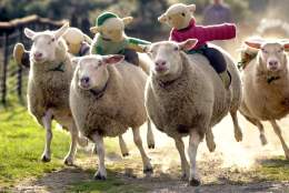 Summer Fun on the Farm