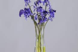 Spend £75 get a Free Vase