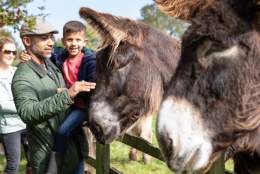 The Donkey Sanctuary Sidmouth