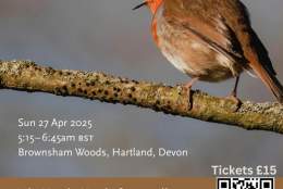 Tuning into Birdsong