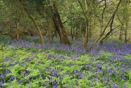 Bluebell Day at Holyford Woods