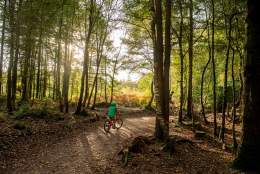Haldon Forest Park - Forestry England