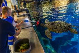 Feed the Turtle at The National Marine Aquarium