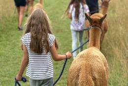 Canonteign Falls Holiday Alpaca Walks