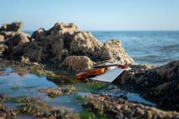 Songs from The Wild Shore