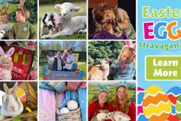 Easter Holiday Fun at Pennywell Farm!
