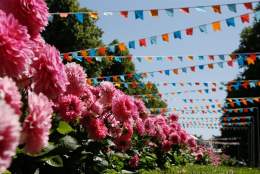 RHS Rosemoor Garden Festival