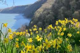 Find the Easter Chicks