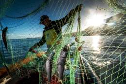 Herring Festival