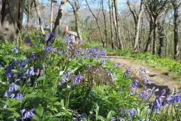 Bluebell Sunday