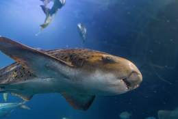 Zebra Shark Experience at the Aquarium