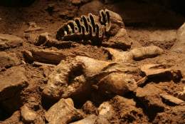 Cave and bat guided walks