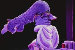 Himstregimser og andre duppeditter