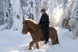 Opplevelser på hesteryggen - Mesna Opplevelser & Overnatting