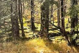 Åpent medlemsmøte om SKOG