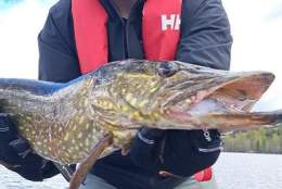 FishQuest Fishing & Outdoors - fiskeguide