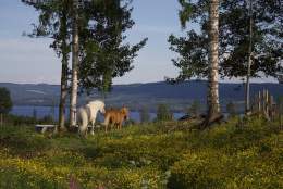 Åpen gård med ridetur og overnatting