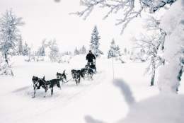 Sjusjøen Husky Tours