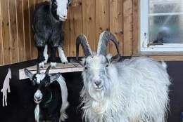 Påskeåpent på Klokkertunet Besøksgård