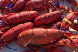 Ferske skalldyr rett fra Fiskebåt