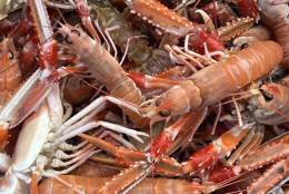 Kaisalg - fersk fangst direkte fra fiskebåt