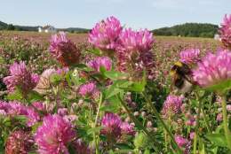 Frø og frøavlsforskning - siste nytt fra NIBIO på Landvik