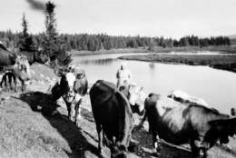Ringsaker historielag på Kvarstadsetra