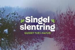 Singel slentring - Guidet tur i natur