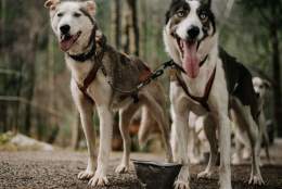 Sirdal Huskyfarm