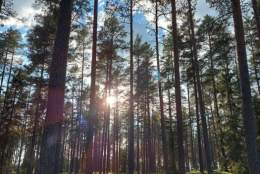Skogbading - guidet tur