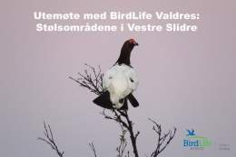 Utemøte med BirdLife Valdres: Stølsområdene i Vestre Slidre