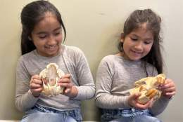 Undersøk hodeskaller