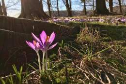 Vårvandring i botanisk hage