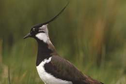 Lapwing Cycle Route