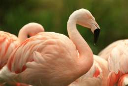 WWT Martin Mere Wetland Centre