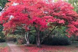 Ramster Gardens